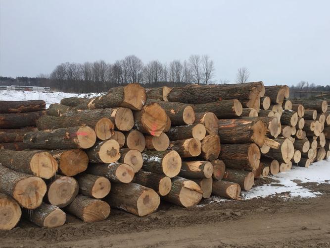 海岸富瑞为中国木材加工企业提供硬枫原材料采购供应解决方案